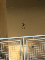 Trichonephila clavipes image