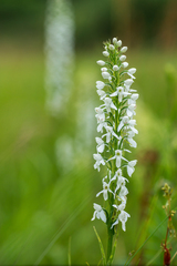 Platanthera hologlottis