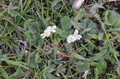 Trifolium subterraneum