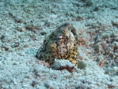 Callechelys marmorata