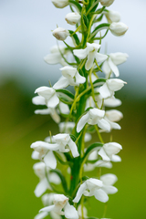 Platanthera hologlottis