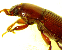 Uloma punctulata