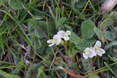 Trifolium subterraneum