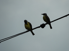 Pitangus sulphuratus