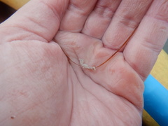 Hippocampus zosterae