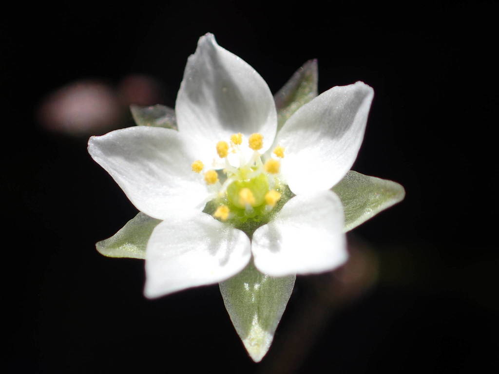 Pearlwort Spurrey