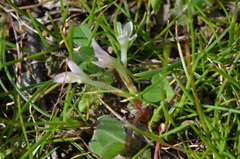 Trifolium subterraneum