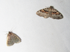 Xanthorhoe labradorensis