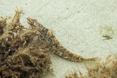 Hexagrammos octogrammus