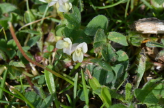 Trifolium subterraneum