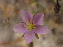 Spergularia rupicola