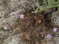 Spergularia rupicola