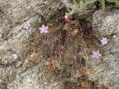 Spergularia rupicola