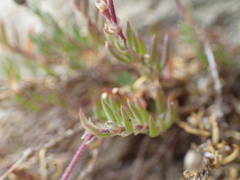 Spergularia rupicola