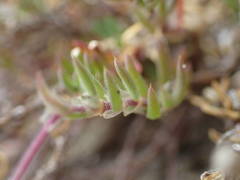 Spergularia rupicola