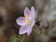 Spergularia rupicola