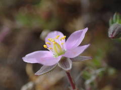 Spergularia rupicola
