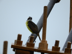 Pitangus sulphuratus