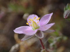 Spergularia rupicola