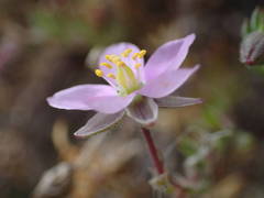 Spergularia rupicola