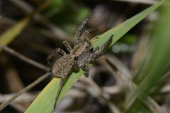 Alopecosa albofasciata