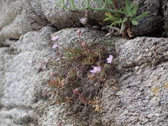 Spergularia rupicola