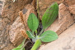 Plantago camtschatica