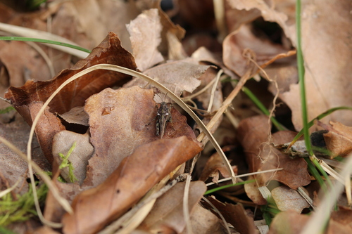 Common Groundhopper, 2114 Vogelenzang, Netherlands, photo 7 of 10
