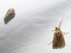 Ochropleura implecta