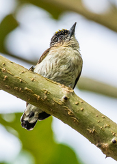 Picumnus granadensis