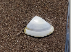 Donax punctatostriatus