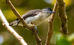 Picumnus granadensis