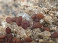 Spergularia rupicola