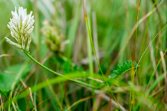 Astragalus marinus