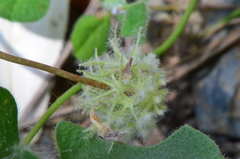 Trifolium subterraneum