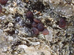 Spergularia rupicola