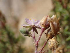 Spergularia rupicola