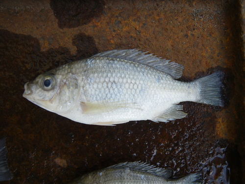 Chambo tilapia (Oreochromis squamipinnis) — Cichlidae — 5