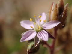 Spergularia rupicola