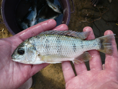 Chambo tilapia (Oreochromis squamipinnis) — Cichlidae — 2