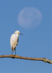 Egretta thula