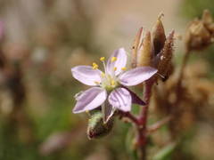 Spergularia rupicola