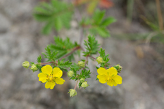 Potentilla chinensis