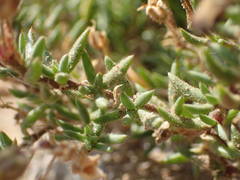 Spergularia rupicola