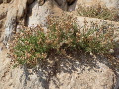 Spergularia rupicola