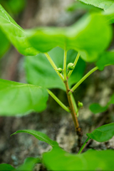 Celastrus flagellaris