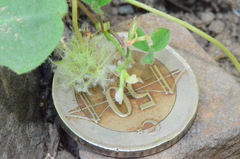 Trifolium subterraneum