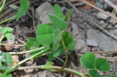 Trifolium subterraneum