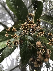 Critoniopsis