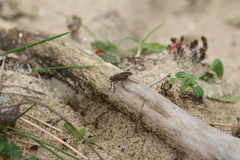 Sciomyzoidea